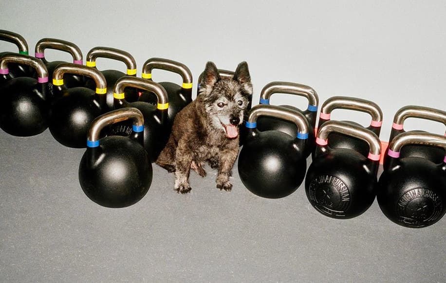 Dog